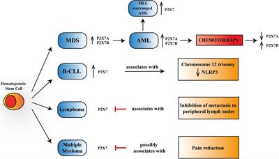 P2X7 Receptor in Hematological Malignancies